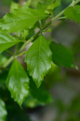 Golden Dewdrop leaves