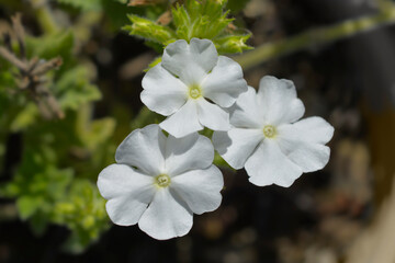 Florists verbena flowers