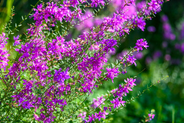 Close-up of loosestrife against a background of blurred grass and leaves.