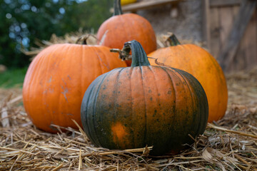 Pumpkins in hay