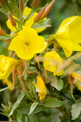 close-up of yellow flowers of large-flowered Evening-primrose (Oenothera glazioviana) in summer bloom