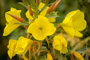 Fototapeta premium close-up of yellow flowers of large-flowered Evening-primrose (Oenothera glazioviana) in summer bloom