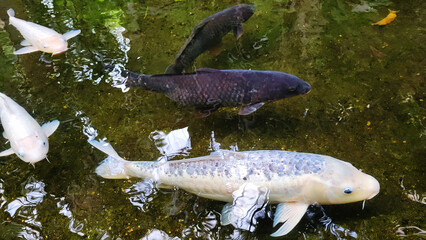 Black and white Koi fish with stretched out white barbels and front fins swimming in green waters...