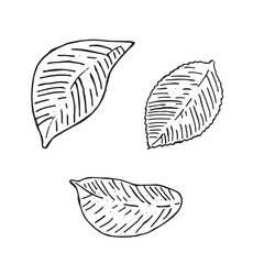 Graphic leaves. Hand draws graphic illustrations on a white background. Graphic leaves for design