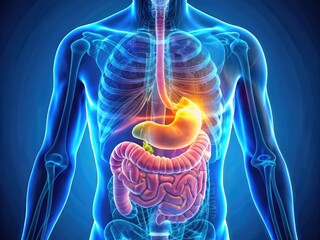 Illuminated 3D illustration of the human stomach's intricate anatomy, showcasing its layered walls, gastric folds, and digestive enzymes amidst a vibrant blue and pink color scheme.