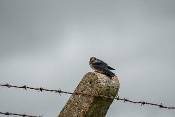 close-up of a juvenile barn swallow (Hirundo rustica) 