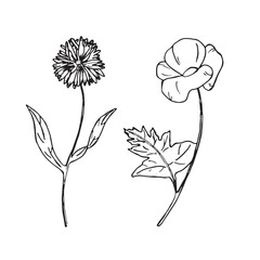 Wildflowers in graphics. Hand draws graphic illustrations on a white background. Wildflowers theme for design