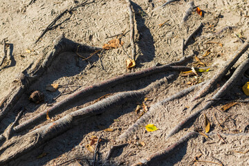 Close up shot of the roots of the tree. Nature