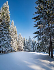 Fototapeta premium Sun shining through snow covered trees in peaceful forest on cold winter day, landscape blanketed in white with frost glistening in sunlight, creating serene scenery of frozen woods
