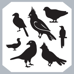 Set of black bird silhouettes and birds collection, bird set design. Eagle, Parrot, Penguin, Owl, Sparrow, Peacock, Flamingo, Hummingbird, Ostrich, Hawk.