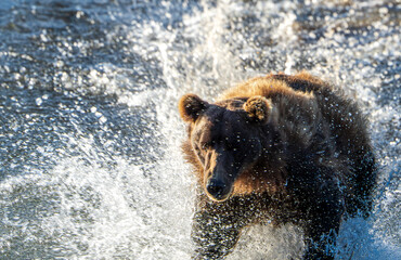 Brown Bear makes a big splash hunting salmon