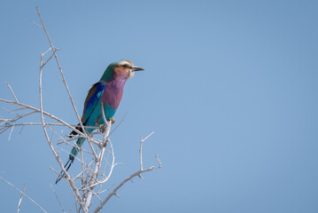 Lilac-breasted roller (Coracias caudatus) perched on a branch. Photographed in Namibia.