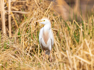 A close up profile of a Cattle Egret (Bubulcus ibis) standing in a natural habitat of golden reeds in early Springtime.