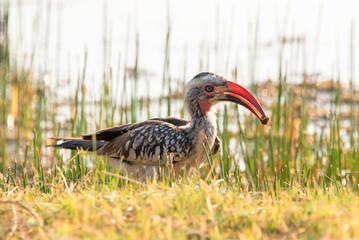 Monteiro's hornbill bird (Tockus monteiri) sitting near water's edge, feeding on small snail. Photographed in Namibia