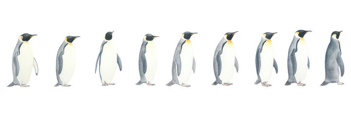 Obraz premium PNG Penguins as divider watercolor animal bird king penguin.