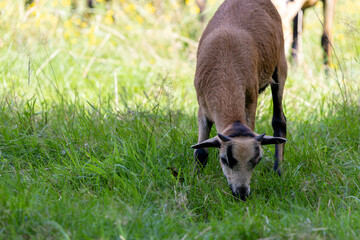 A reddish lamb is grazing in a meadow