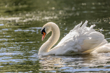 Fototapeta premium A white mute swan with an orange beak are swimming on the water surface of a river