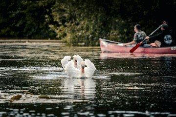 White mute swans with an orange beak are swimming on the water surface of a river past a red boat.