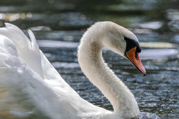 A white mute swan with an orange beak is swimming on the water surface of a river