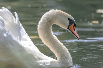 A white mute swan with an orange beak is swimming on the water surface of a river