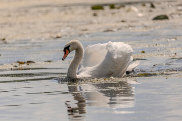 A white mute swan with an orange beak is swimming on the water surface of a river