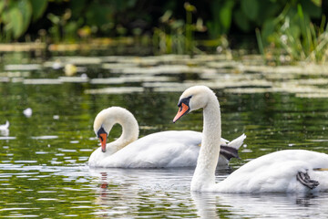 Two white swans are swimming on the surface of a river, with water lilies visible in the background