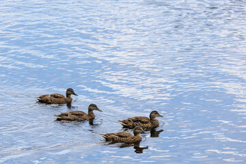 4 ducks in the water