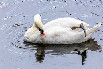 white swan on the water