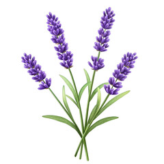 Fototapeta premium A vibrant bunch of lavender flowers with rich purple hues and lush green leaves, perfect for enhancing any design. transparent background