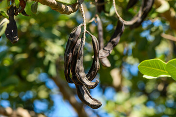 Close-up of the fruits of a carob tree