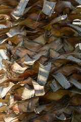 Close up, date palm trunk