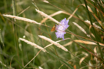 close-up of an Essex skipper butterfly (Thymelicus lineola) feeding on a field scabious (Knautia...