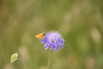 close-up of an Essex skipper butterfly (Thymelicus lineola) feeding on a field scabious (Knautia...