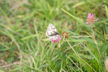 close-up of a Marbled White butterfly (Melanargia galathea)