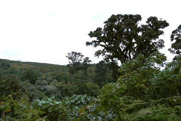 trees in the forest