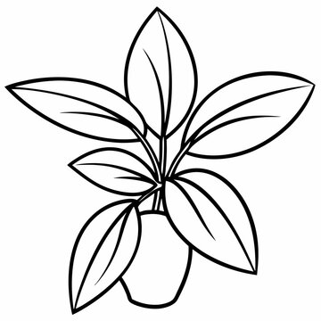 recommend clip art: wandering jew, vector illustration line art