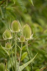 close-up of spring green flower seed heads of Wild Teasel (Dipsacus fullonum) thistle