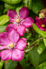 Fototapeta premium beautiful deep purple flower of a clematis Etoile Violet in summer bloom