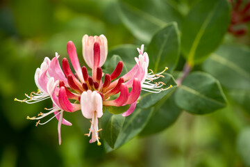 close-up of beautiful goldflame honeysuckle flower (Lonicera × heckrottii) in summer bloom