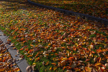 札幌中島公園の秋の紅葉