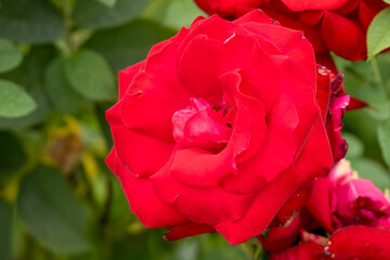 close-up of a beautiful blooming pink red garden roses, Rosa rubiginosa