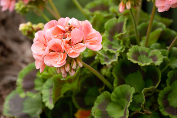 close-up of blooming pink red Pelargonium Geranium cranesbill with fancy leaves