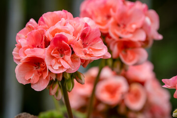 Obraz premium close-up of blooming pink red Pelargonium Geranium cranesbill with fancy leaves
