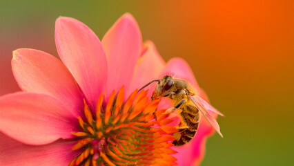 Closeup of a Bee on a pink flower with a Colorful Background