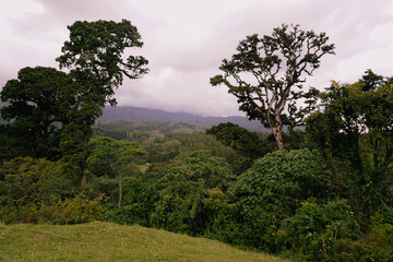 Obraz premium jungle 