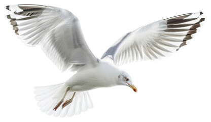 Fototapeta premium PNG Graceful seagull in flight skyward