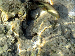 Colorful Tropical Fish Swim in Shallow Sea Water With Wavy Surface and Stunning Light Refraction