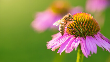 Closeup of a Bee on a Purple Flower with a Bright Green Background