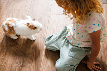 Child interacts with a fluffy rabbit on wooden floor during a playful afternoon indoors