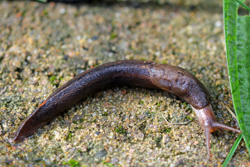 snail on the ground